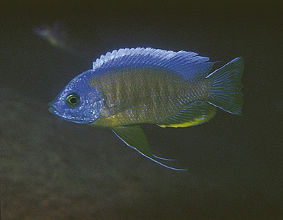 Copadichromis borleyi 'Mphanga Rocks'